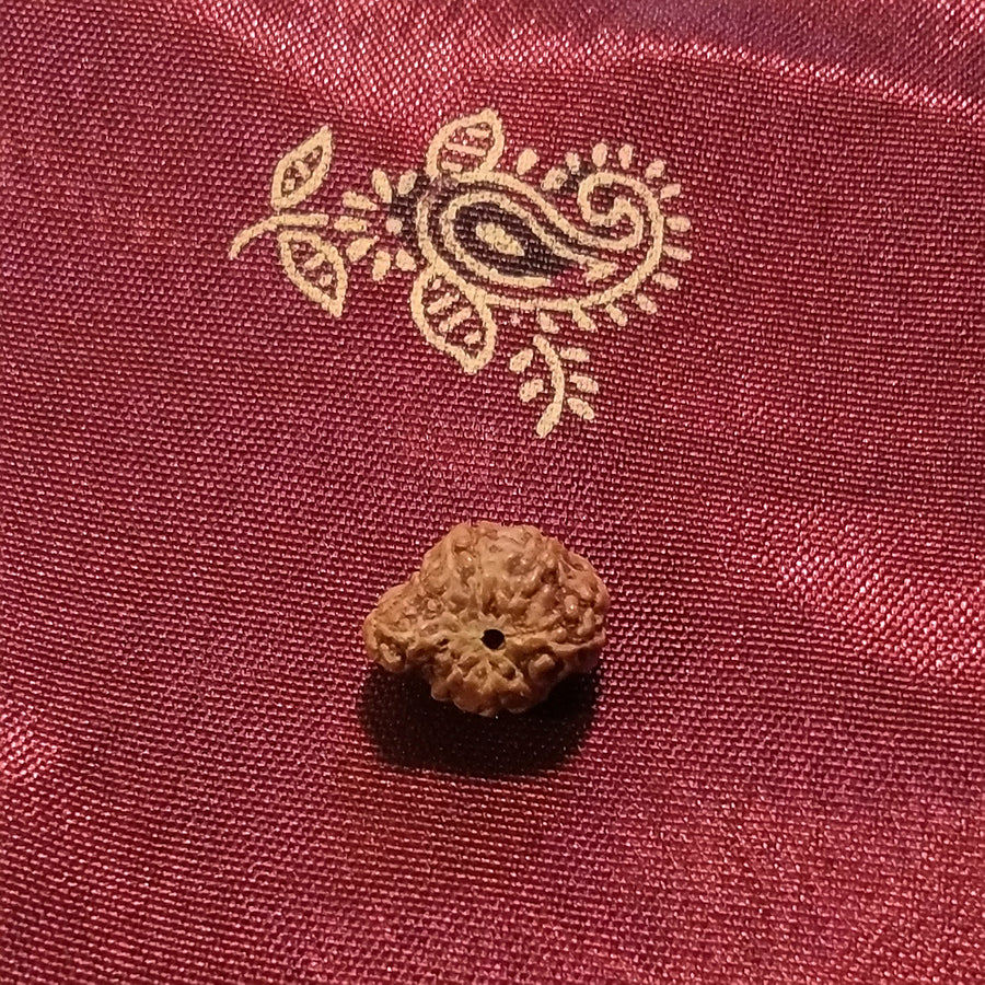 Natürliches Ganesh Rudraksha - 0,32 gr