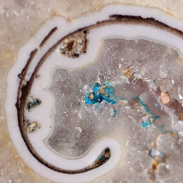 dettaglio cristalli ammonite fossile