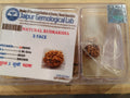Petrichor - Certificato Rudraksha Mala originale con certificato per indossare e Japa Mala (5 rosari mukhi, 108 perle di mala/ghirlanda di rosario